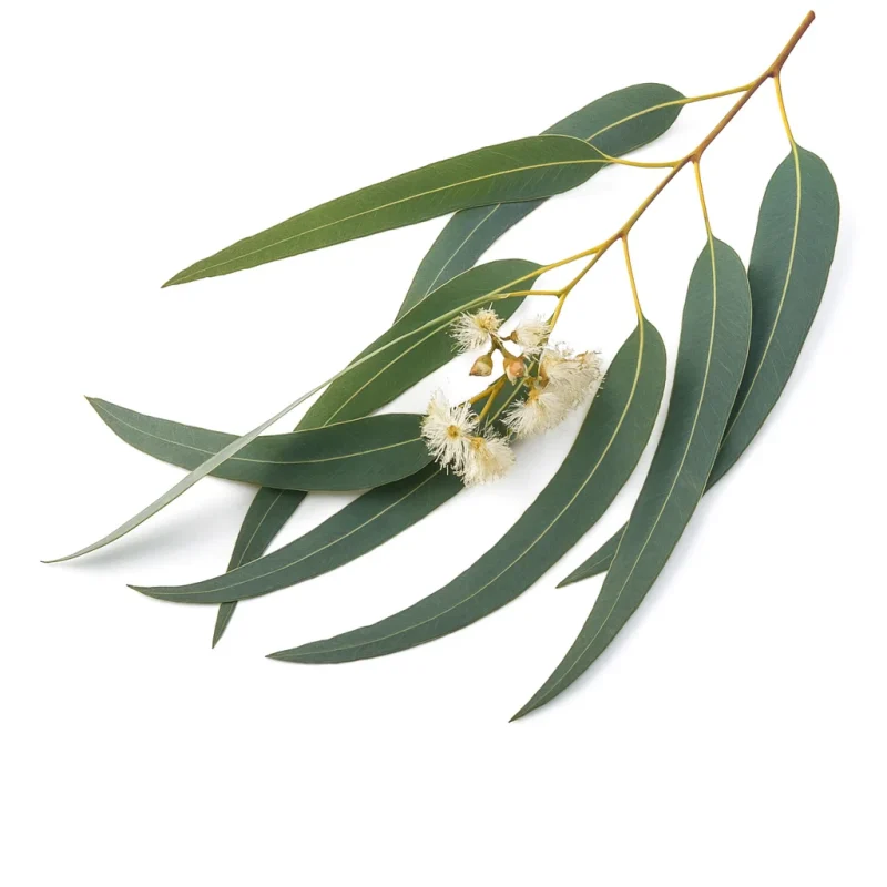 Moroccan Eucalyptus (Eucalyptus globulus) Bulk Export Supplier