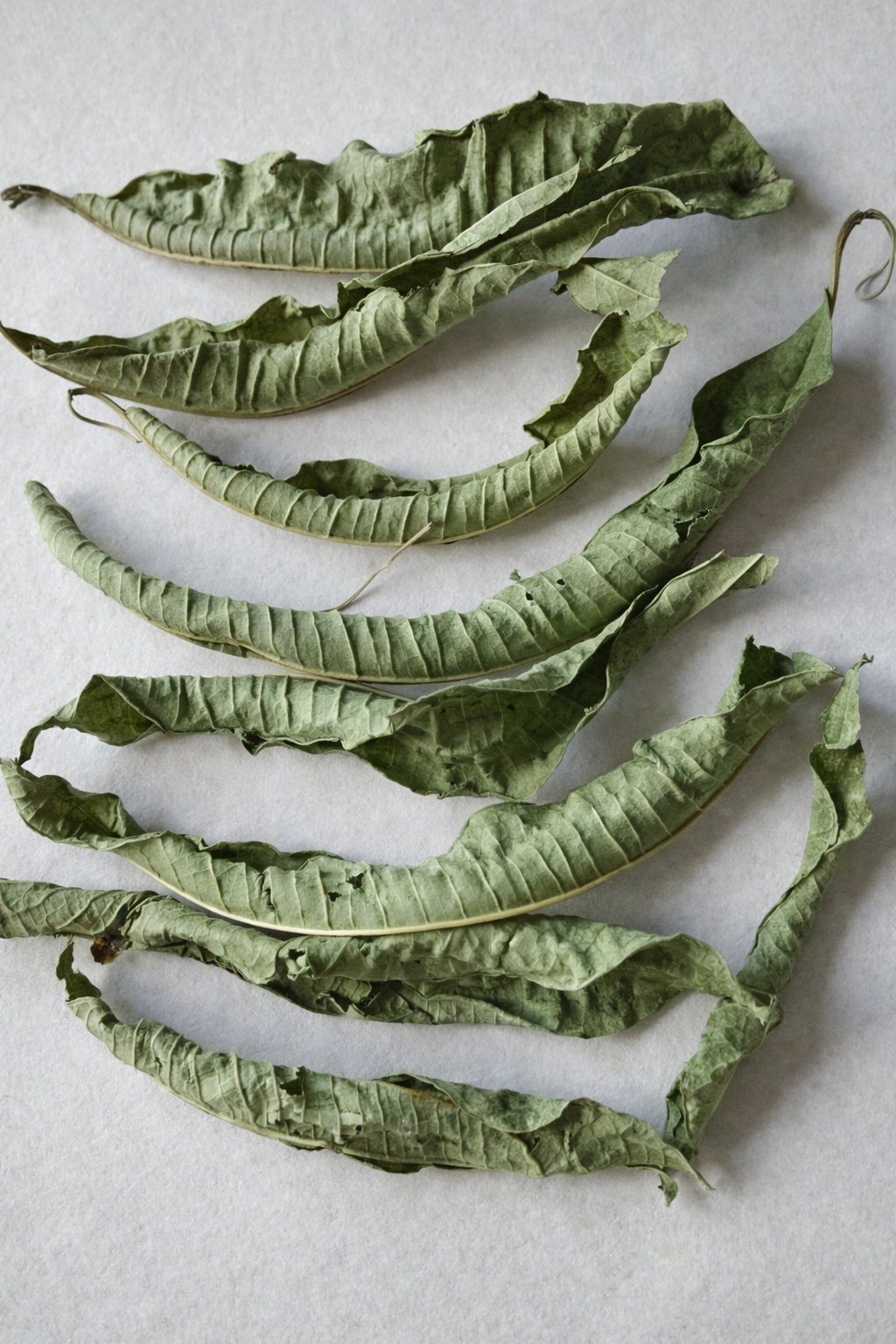 Moroccan Verbena Leaves (Aloysia citrodora) Louisa Herb Bulk Supplier _Dried Verbena Leaves (3) Moroccan Verbena Leaves (Aloysia citrodora) | Louisa Herb Bulk Supplier - Image 2