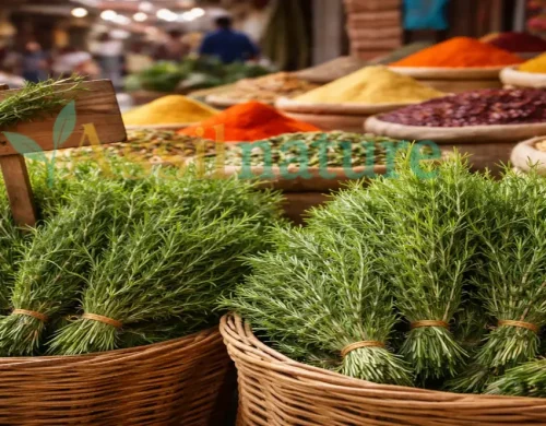 Rosemary from Morocco: Market Demand & Quality